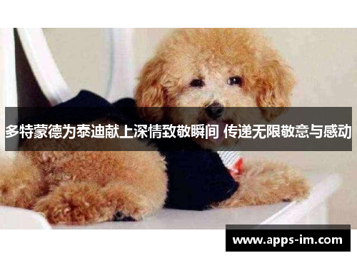 多特蒙德为泰迪献上深情致敬瞬间 传递无限敬意与感动